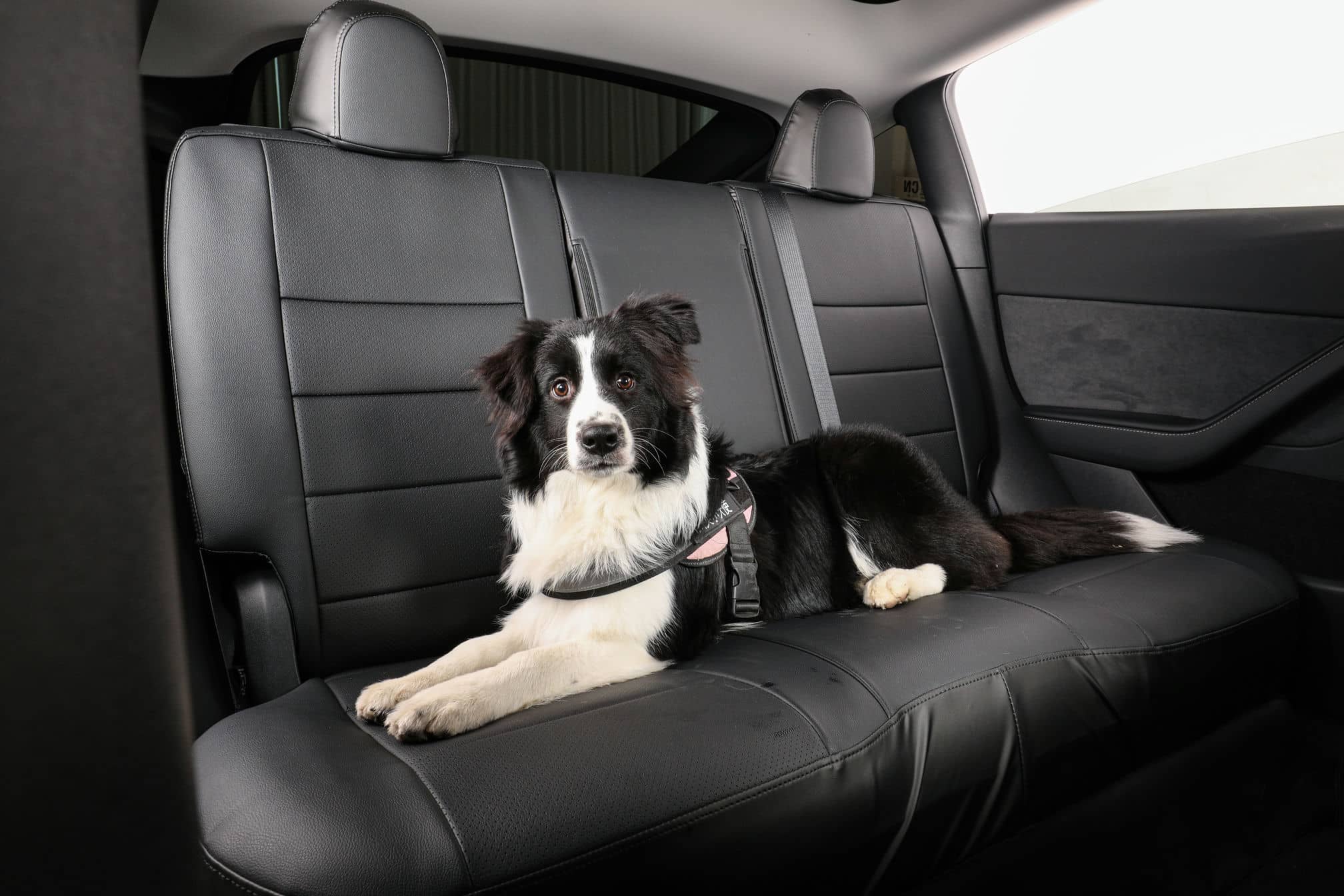 dog on the rear bench seat covers of tesla model y